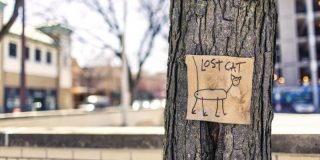 In search of the lost cat